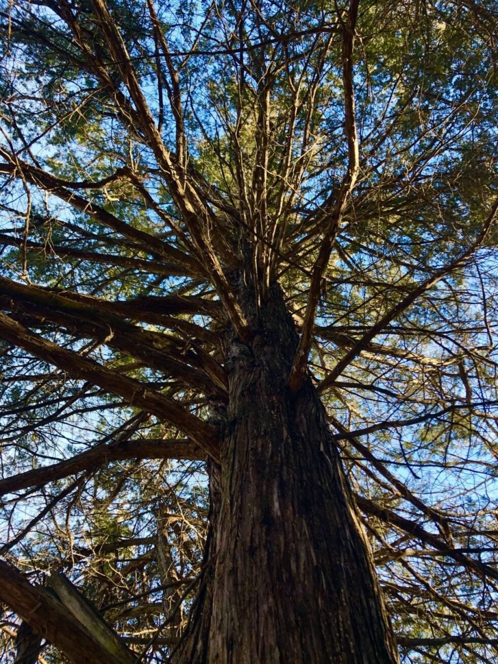 Beautiful Eastern Red Cedar Lumber | Sunshine Cedar Co.